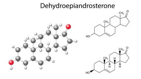 Structural chemical formulas and model of dehydroepiandrosterone molecule Stock Illustration