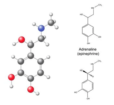Structural chemical formulas and model of adrenaline (epinephrine) Stock-Illustration