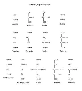 Structural chemical formulas of basic bioorganic acids Stock Illustration