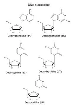 Structural chemical formulas of  DNA nucleosides Stock Illustration