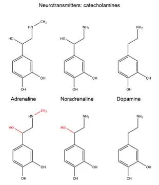 Structural chemical formulas of neurotransmitters (catecholamines) Ilustración de archivo