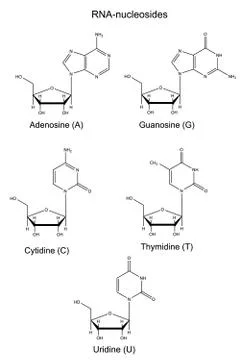 Structural chemical formulas of  RNA nucleosides Stock Illustration