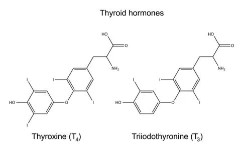 Structural chemical formulas of thyroid hormones Stock Illustration