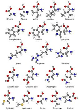 Structural chemical formulas of twenty basic amino acids Stock-Illustration