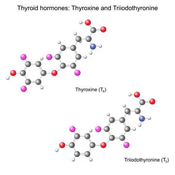 Structural chemical model of  thyroid hormones Stock Illustration