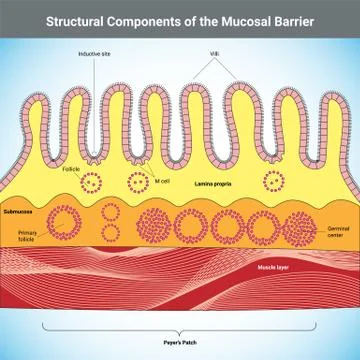 Structural Components of the Mucosal Barrier medical illustration Stock Illustration