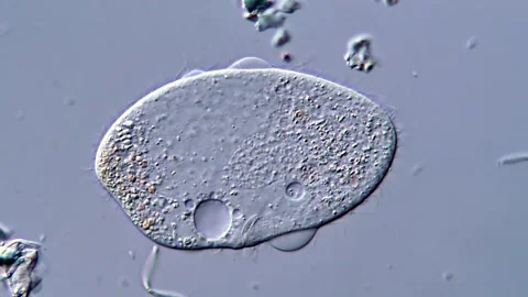 Structural Decay of Ciliates in Microscopic View, 400x Stock-Footage 317956953