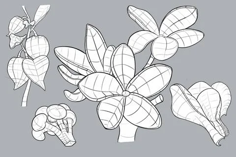 Structural drawing of plants, black line skech Stock Illustration