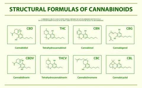 Structural Formulas of main natural cannabinoids horizontal infographic Illustrazione stock