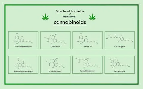 Structural Formulas of main natural cannabinoids Illustrazione stock
