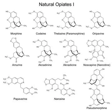 Structural formulas of main natural opiates Stock Illustration