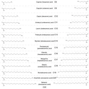 Structural formulas of main saturated fatty acids Ilustración de archivo