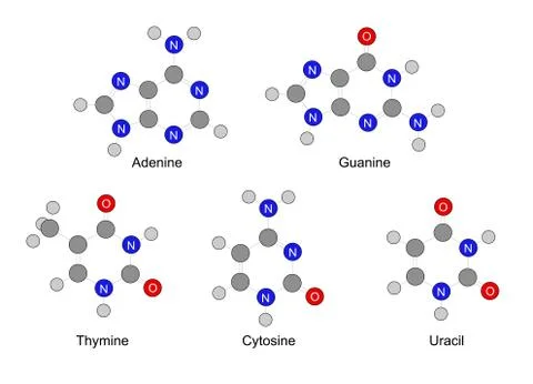 Structural formulas of purine and pyrimidine nitrogenous bases Stock Illustration
