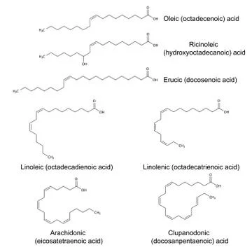 Structural formulas of unsaturated fatty acids Иллюстрация