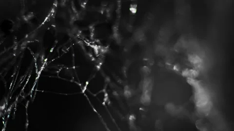 Structure Alien organism. White mold fungus under a microscope. The study of Video stock 258640991