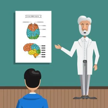 Structure and anatomy brain Stock Illustration
