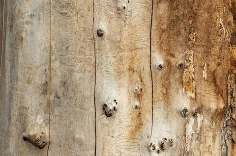 The structure and color of the tree trunk without peel Stock Photos