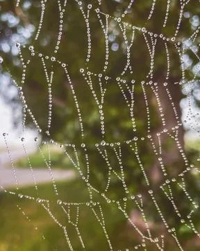 The structure and design of the spider web are covered with dew drops in the Stock Photos