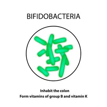 Structure and function Bifidobacterium. Infographics. Vector illustration on Illustrazione stock