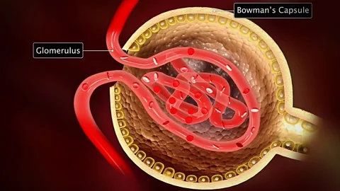 Structure and function of bowmans capsule and glomeulus 스톡 동영상 319948256