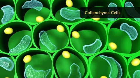 Structure and function of cholenchyma cells and tissue 스톡 동영상 319952572