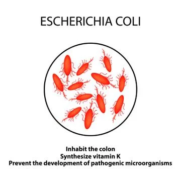 The structure and function of the Escherichia coli. Infographics. Vector Stock Illustration