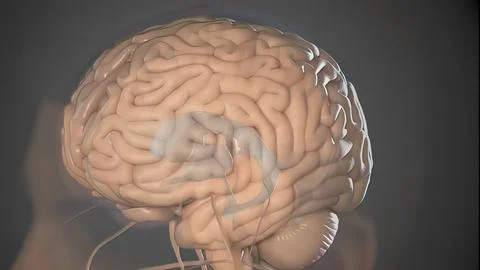 The Structure And Function Of The Human Brain Illustrazione stock