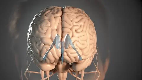 The Structure And Function Of The Human Brain Illustrazione stock