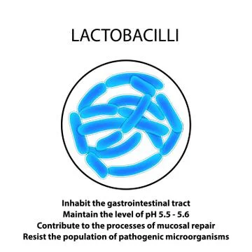 Structure and function of the Lactobacillus. Infographics. Vector illustration Stock Illustration