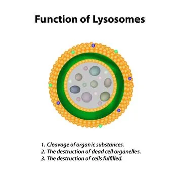 Structure and function of lysosomes. Infographics. Vector illustration on Illustrazione stock