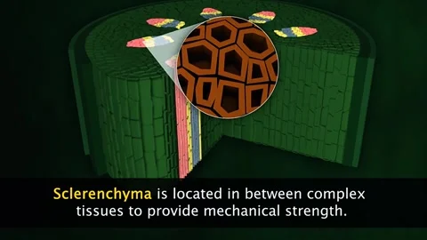Structure and function of sclerenchyma cells and tissue 스톡 동영상 319952787