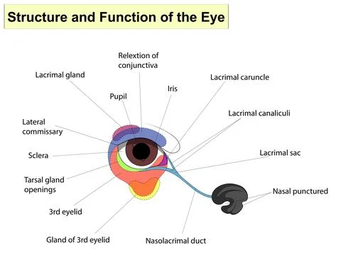 Structure and functions of the eye. The main parts that make up For basic Stock Illustration