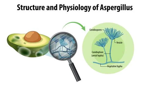 Structure and Physiology of avocado Aspergillus Stock Illustration