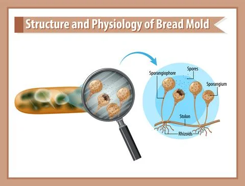 Structure and Physiology of Bread Mold Stock Illustration