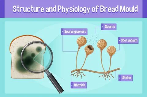 Structure and Physiology of Bread Mold Stock Illustration