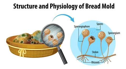 Structure and Physiology of bread mold Stock Illustration