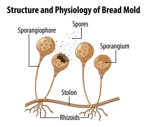 Structure and Physiology of Bread Mold Stock Illustration