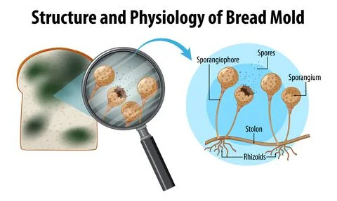 Structure and Physiology of Bread Mold Stock Illustration