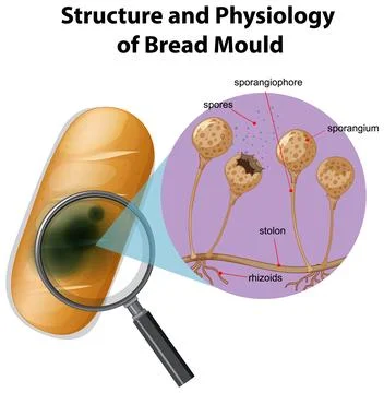 Structure and physiology of bread mold Stock Illustration