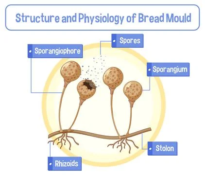 Structure and Physiology of Bread Mold Stock Illustration