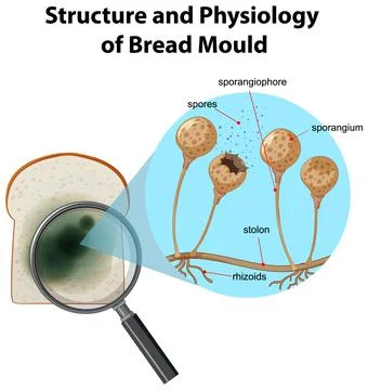 Structure and Physiology of bread mold Stock Illustration