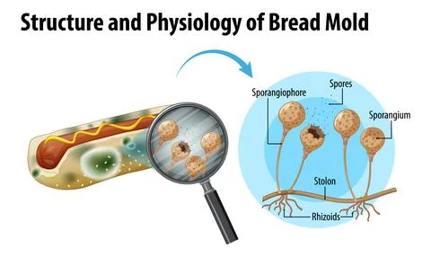 Structure and physiology of bread mold Stock Illustration