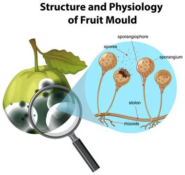 Structure and Physiology of fruit mold Stock Illustration