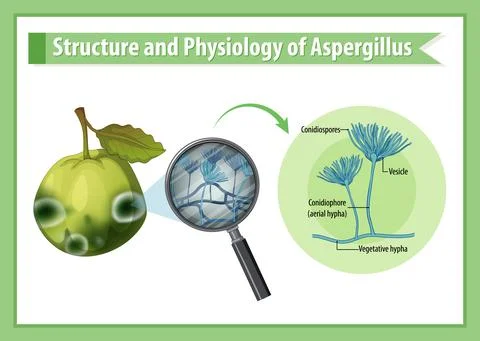 Structure and Physiology of guava Aspergillus Stock Illustration