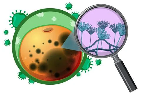 Structure and Physiology of orange Aspergillus Stock Illustration