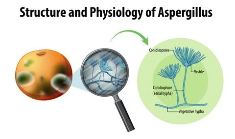 Structure and Physiology of orange Aspergillus Stock Illustration