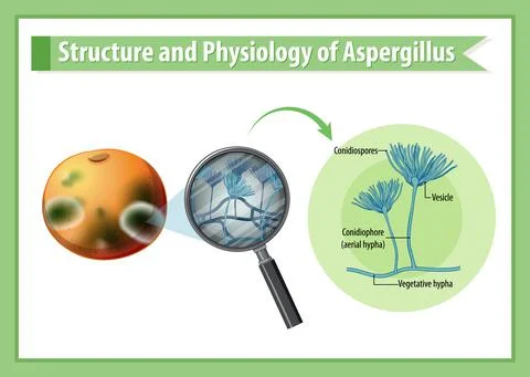 Structure and Physiology of orange mold Stock Illustration