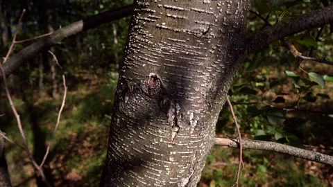 Structure and texture of the bark of aspen trunk Stock Footage 310090592