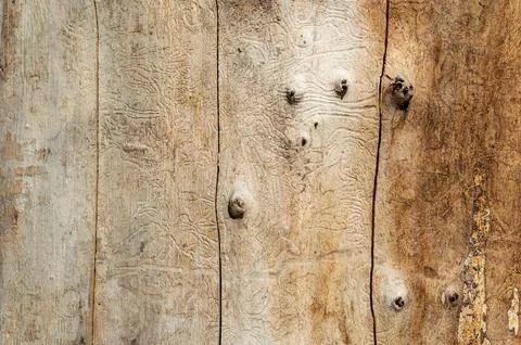 Structure and texture of wood without peel Stock Photos