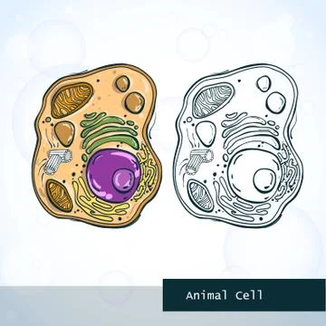 Structure of animal cell Illustrazione stock